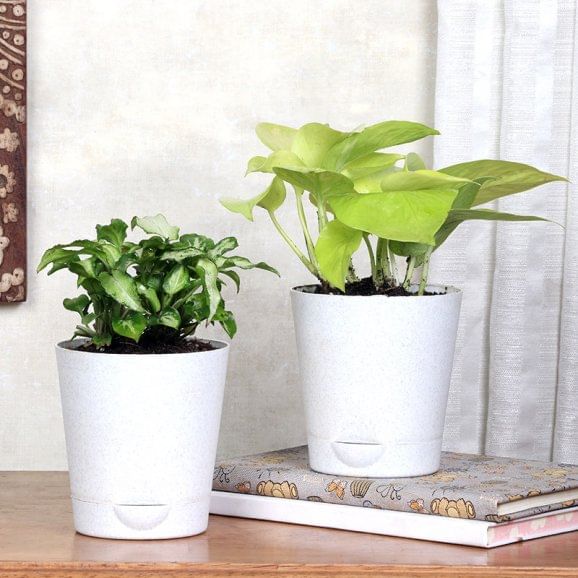 Syngonium N Money Plant Combo