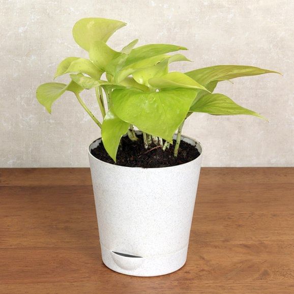 Buy Syngonium N Money Plant