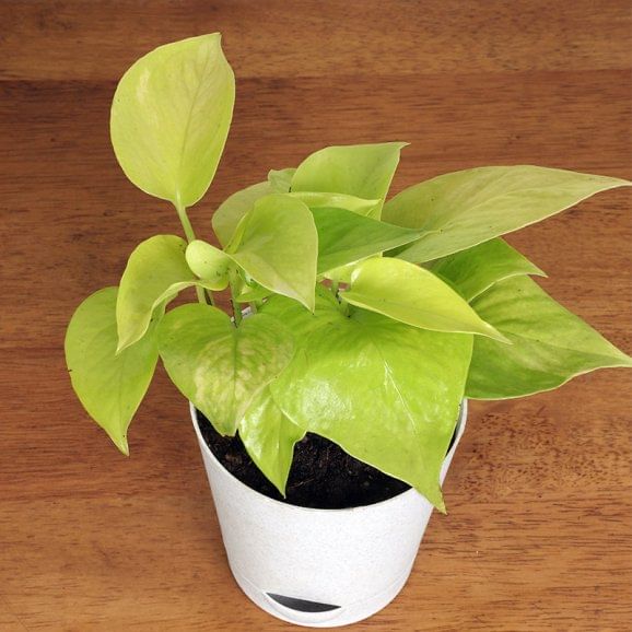 Buy Syngonium N Money Plant Online