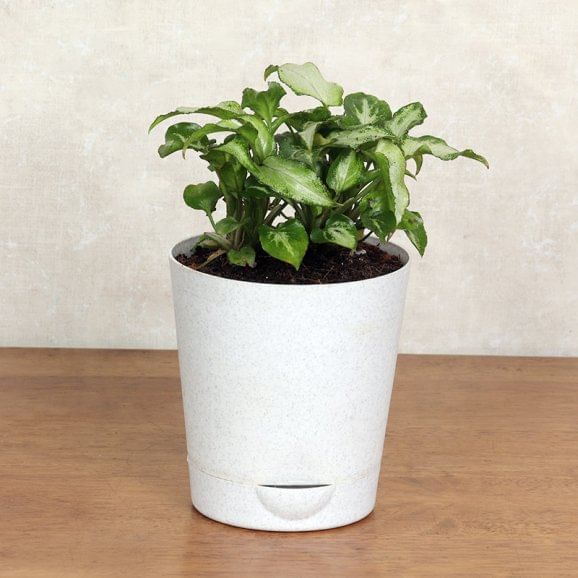 Shop Syngonium N Money Plant Online