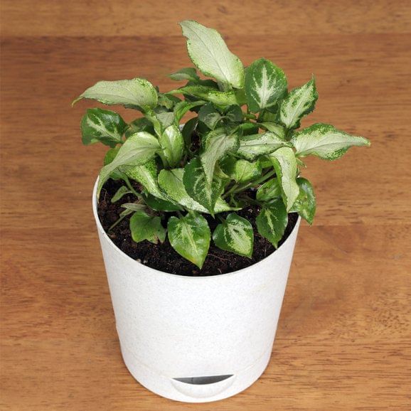 Syngonium N Money Plant Online