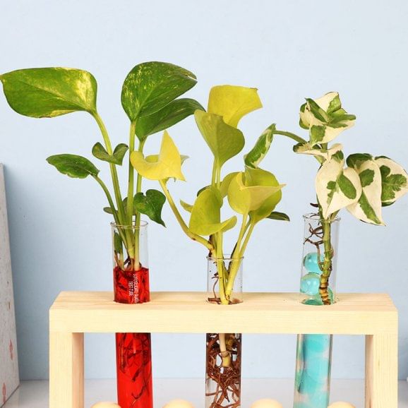 Test Tube Money Plants Online Trio