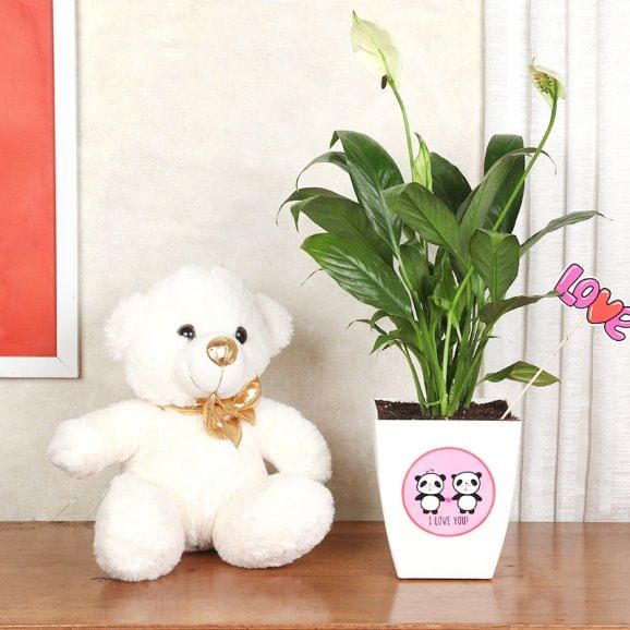 Valentine Peacelily N Teddy Combo