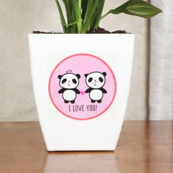 Valentine Peacelily N Teddy Combo Online