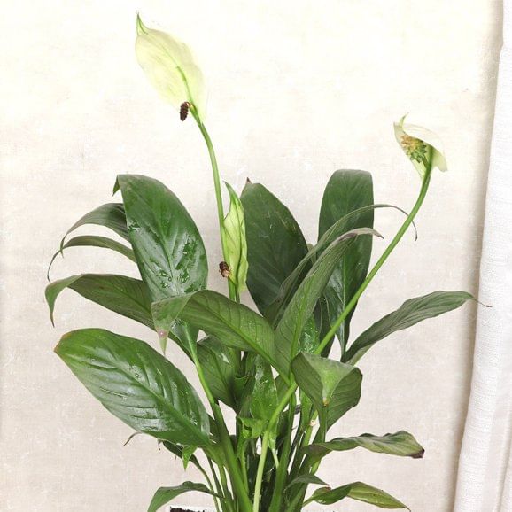 Peacelily Plant Online 