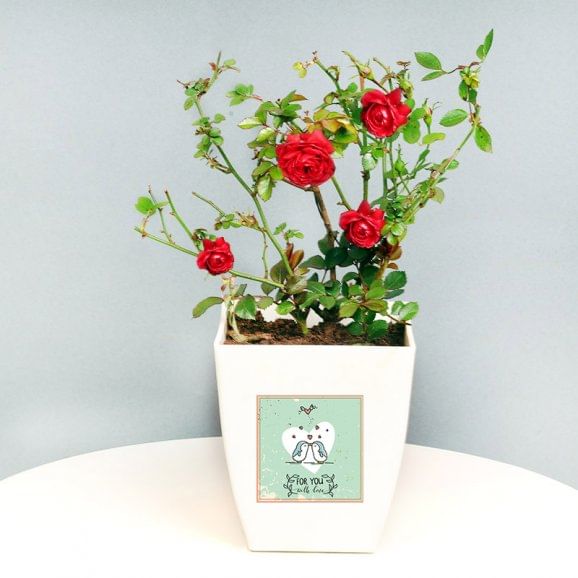 Red Rose Plant Online
