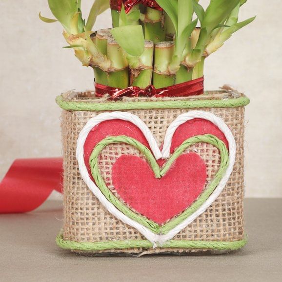 Lucky Bamboo Plant Online