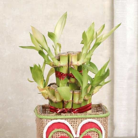Buy Lucky Bamboo Plant Online