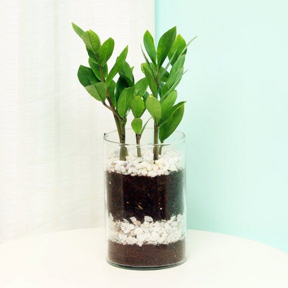 Zamia Zamioculous Plant in a Glass Vase