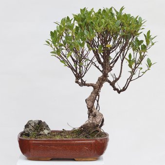 Buy 18 Year Old Ficus Bonsai Tree Online 