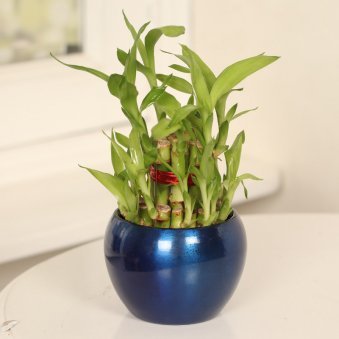 Buy 2 Layer Lucky Bamboo in Blue Vase