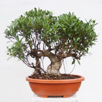 25 Yr Ficus Nuda Bonsai