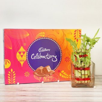 Exquisite gift combo of a lucky bamboo tree with Cadbury Choclates