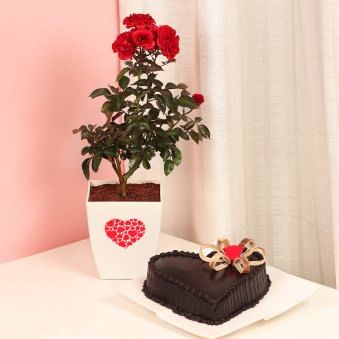 Red Rose Love Plant with Truffle Cake