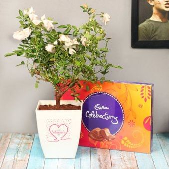 White Rose Valentine Plant with Celebrations pack Combo