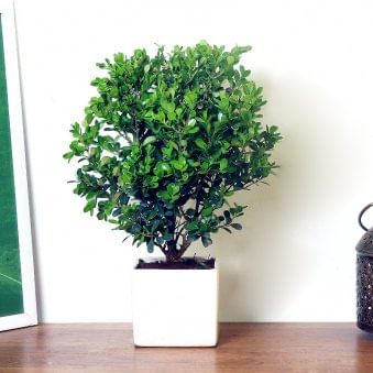 Boxwood Bonsai