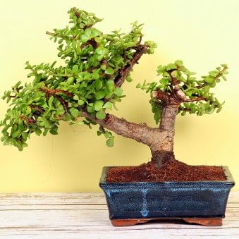 Cool Jade Bonsai