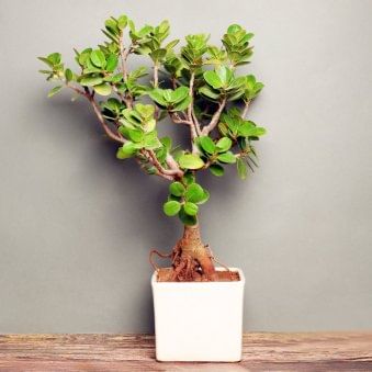 Cute Ficus Iceland Bonsai Plant