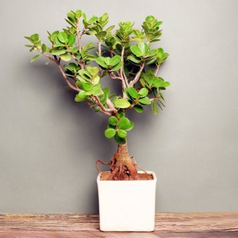 Cute Ficus Iceland Bonsai Plant