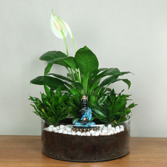 Dracena Peace Buddha World