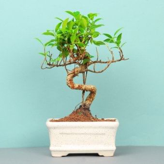 Ficus S Shape Bonsai