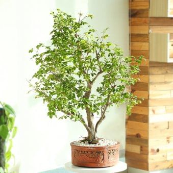 Flowery Murraya Bonsai