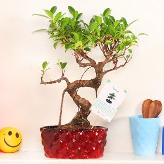 Hybrid S Shaped Ficus Bonsai