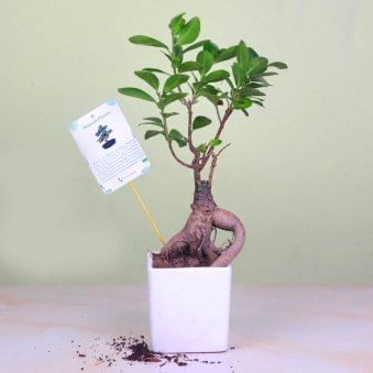 Lively Ficus Microcarpa Bonsai