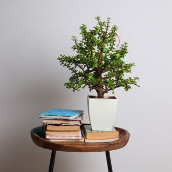 Motherly Jade Bonsai Plant