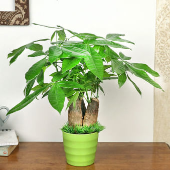 Pachira Money Tree Plant