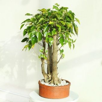 Paras Peepal Bonsai