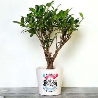 Personalised Birthday Bonsai