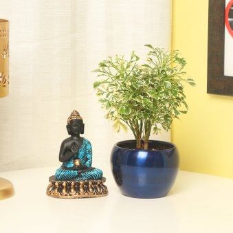 Varigated Aralia with Blue Buddha