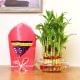 Buy 3 Layer Bamboo Online