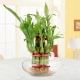 Feng Shui lucky Bamboo Stalk Arrangement