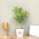 Adenium for Anniversary - Flowering Outdoors Plant in Floweraura Chatura Vase