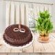 Affectionate Greetings - A combo of half kg chocolate cake and 2 layer lucky bamboo