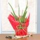 Aloe Vera Plant