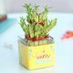 Bamboo Plant Online - Best Birthday Gift