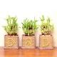Lucky Bamboo Terrarium Combo for Dad
