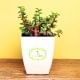 Jade Plant in Ceramic Vase