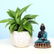 Buddha Philodendron Combo