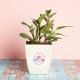 Classic Bday Wishes - Foliage Plant Indoors in Floweraura Chatura Vase