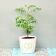 Curry Plant