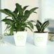 Buy Combo of Peace Lily Plant and Snake Plant Online