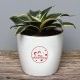 Eternal Anniversary Love - Air Purifying Plant Indoors in Floweraura Rhonda Vase
