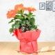 Evergreen Hibiscus Plant