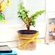 Jade Plant in a Vase Wrapped with Jute