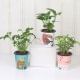 Evergreen Plant Combo| Foliage/Good Luck/Foliage, Printed Hydrponic Self Watering Vase