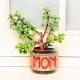 Terrarium Jade Plant - A Mothers Day Special Plant Gift